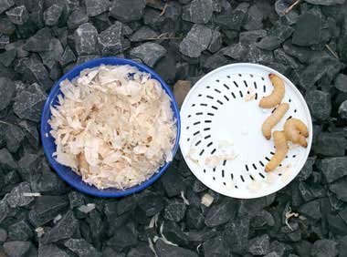 Bienenmaden